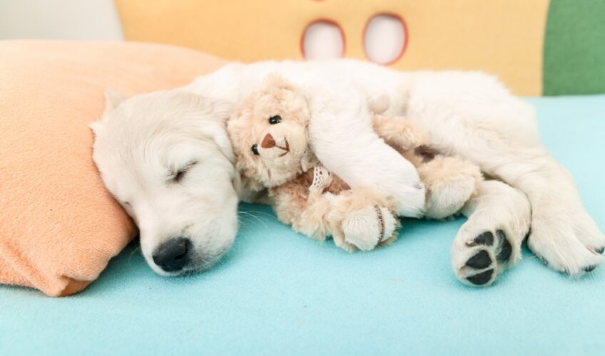 Having pets in bed with you; Yes or No?